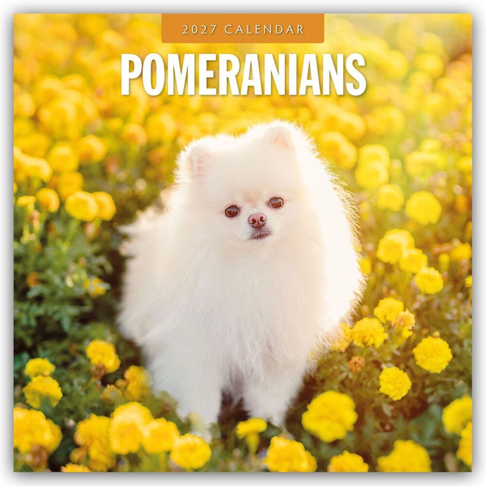 Pomeranians - Zwergspitz - Pomeranian Zwergspitz 2027 - 16-Monatskalender (Red Robin Publishing Ltd)