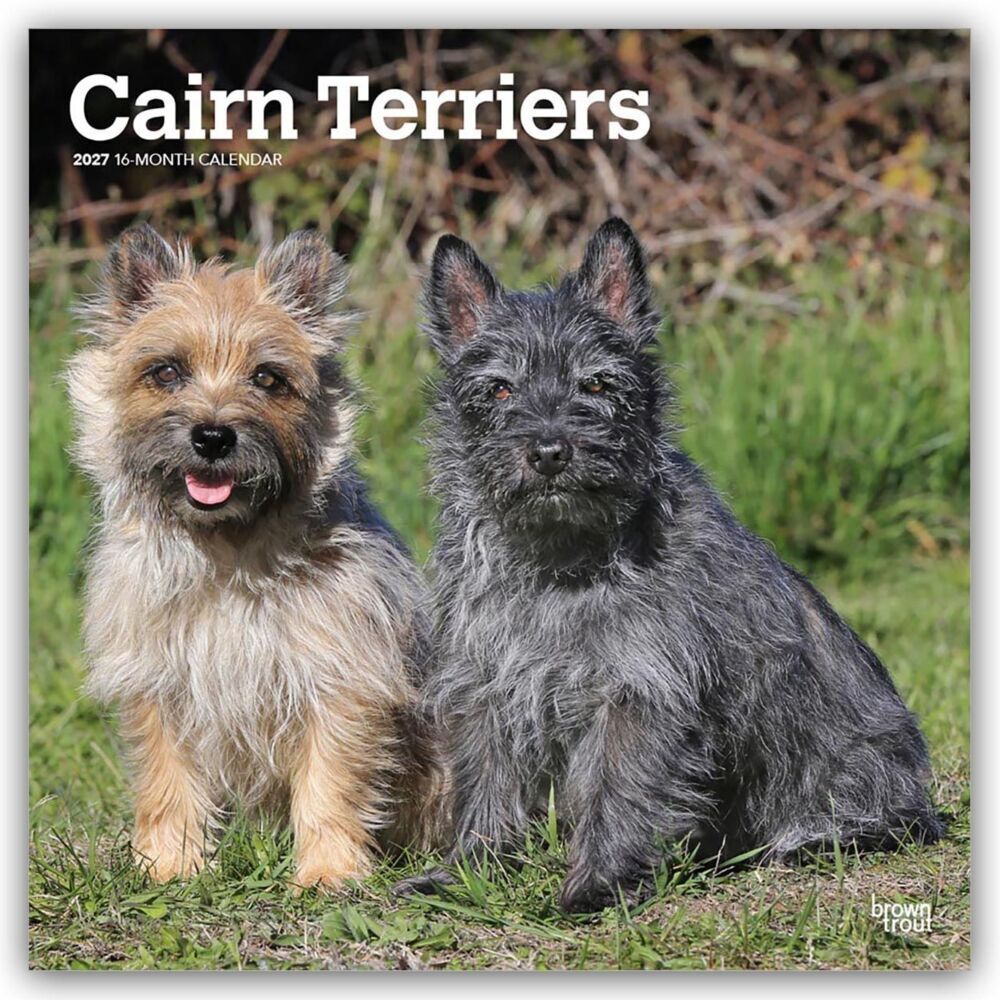 Cairn Terriers 2027 - 16-Monatskalender (Browntrout Publishers Inc)