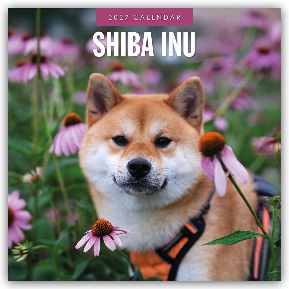 Shiba Inu 2027 - 16-Monatskalender (Red Robin Publishing Ltd)