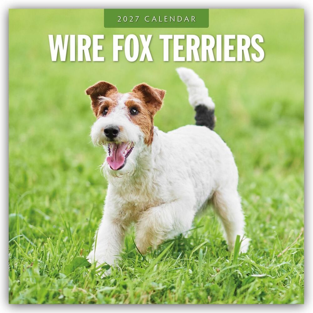Wire Fox Terriers - Drahthaar Foxterrier 2027 - 16-Monatskalender (Red Robin Publishing Ltd)