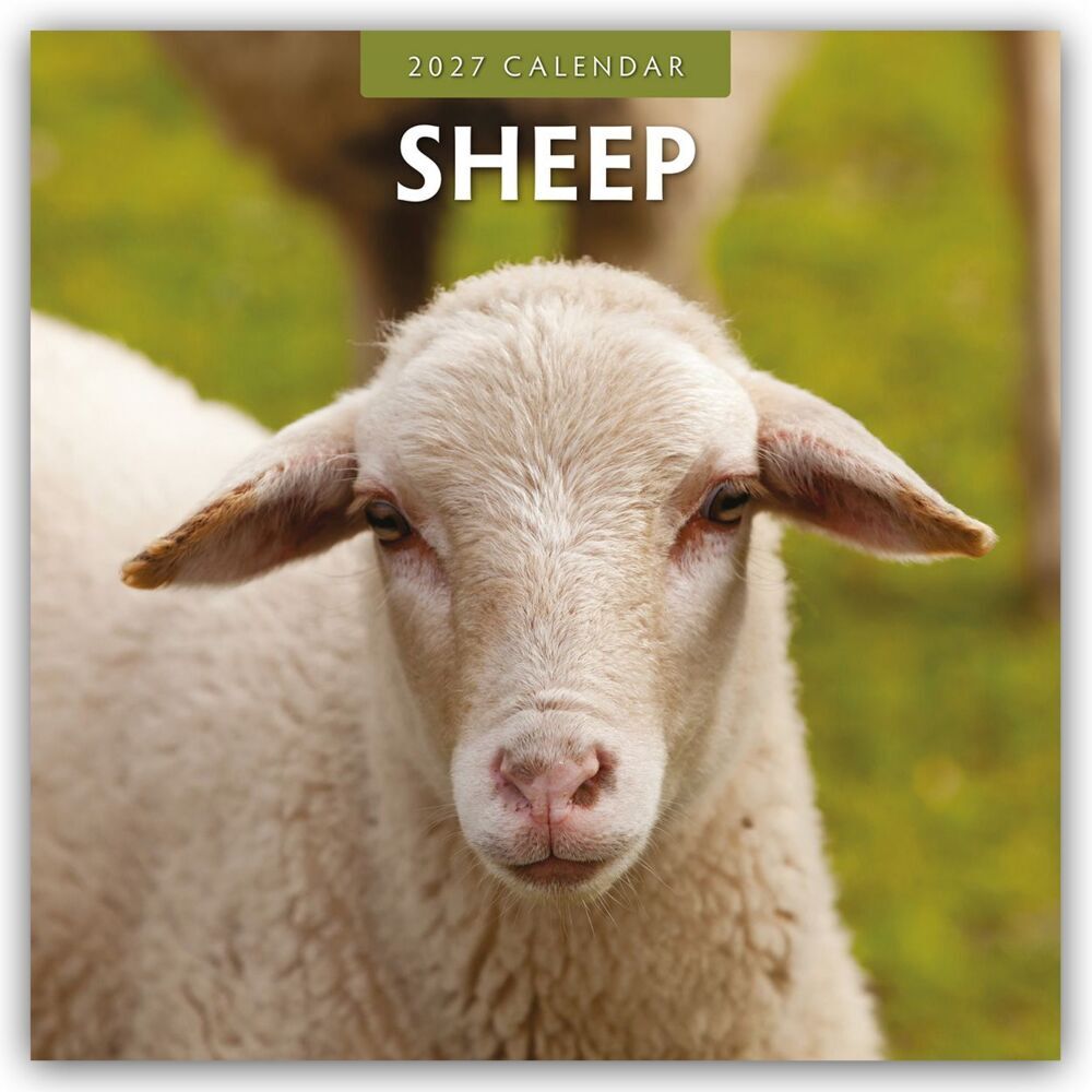 Sheep - Schafe 2027 - 16-Monatskalender (Red Robin Publishing Ltd)