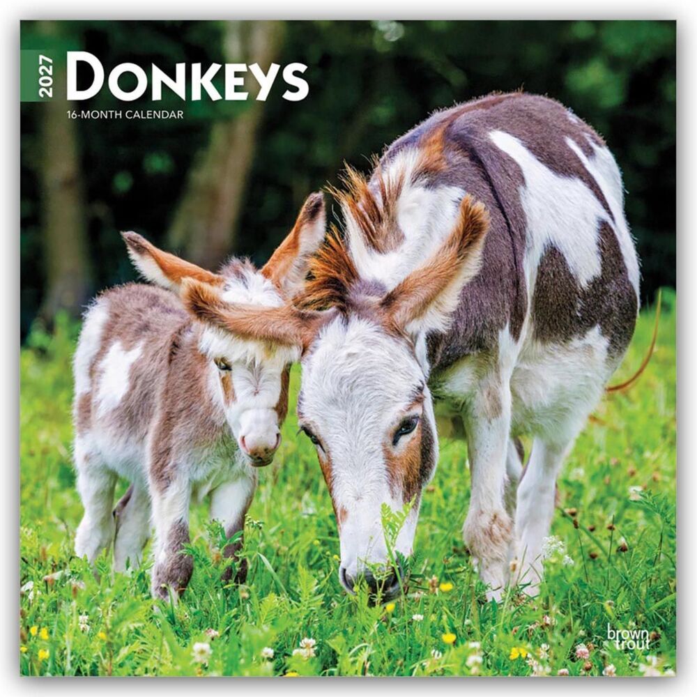 Donkeys - Esel 2027 - 16-Monatskalender (Browntrout Publishers Inc)