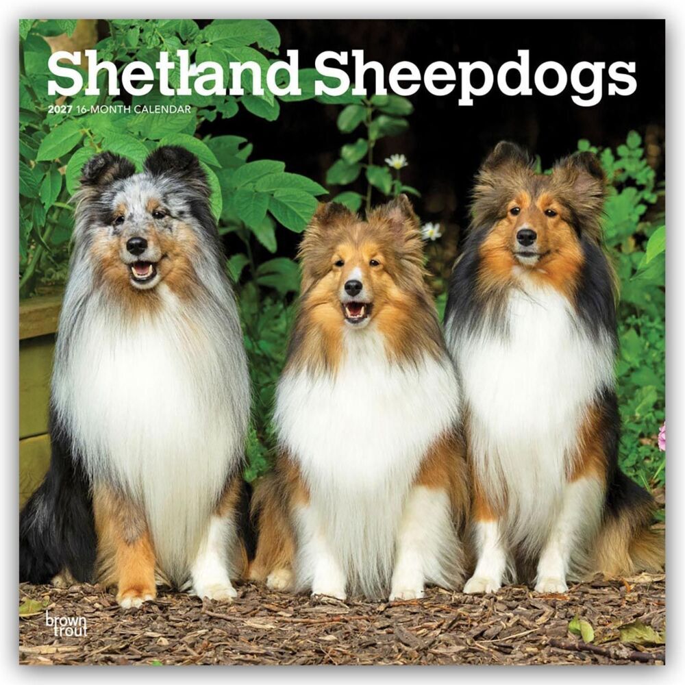 Shetland Sheepdogs - Shetland Sheepdog - Sheltie 2027 - 16-Monatskalender (Browntrout Publishers Inc)