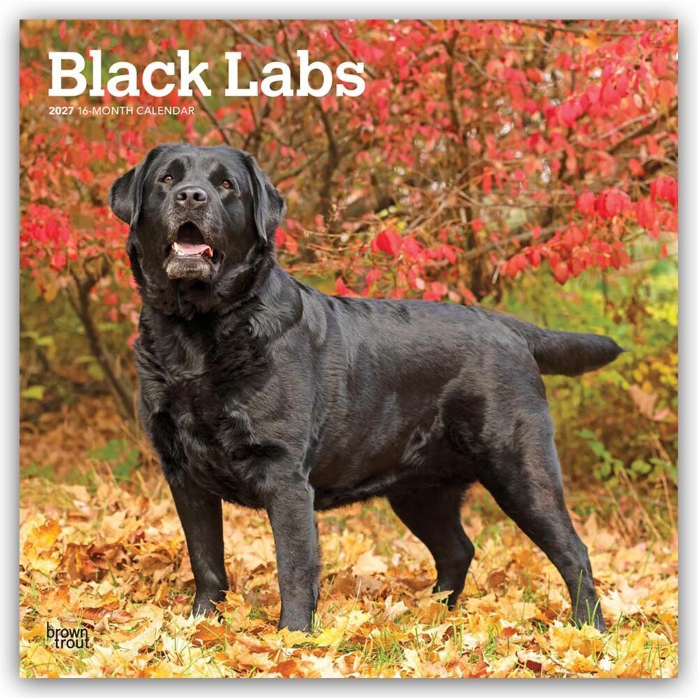 Black Labrador Retriever - Schwarze Labrador Retriever 2027 - 16-Monatskalender (Browntrout Publishers Inc)