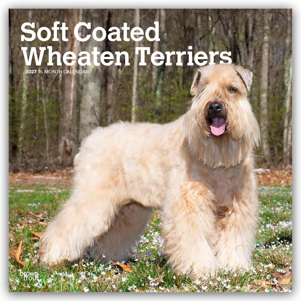 Soft Coated Wheaten Terriers - Soft Coated Wheaten Terrier 2027 - 16-Monatskalender (Browntrout Publishers Inc)