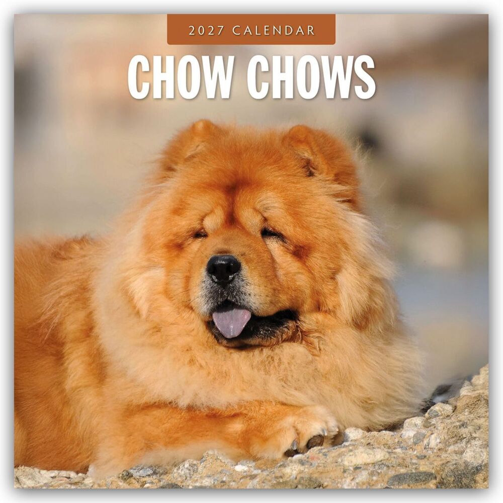 Chow Chows - Chow Chow 2027 - 16-Monatskalender (Red Robin Publishing Ltd)