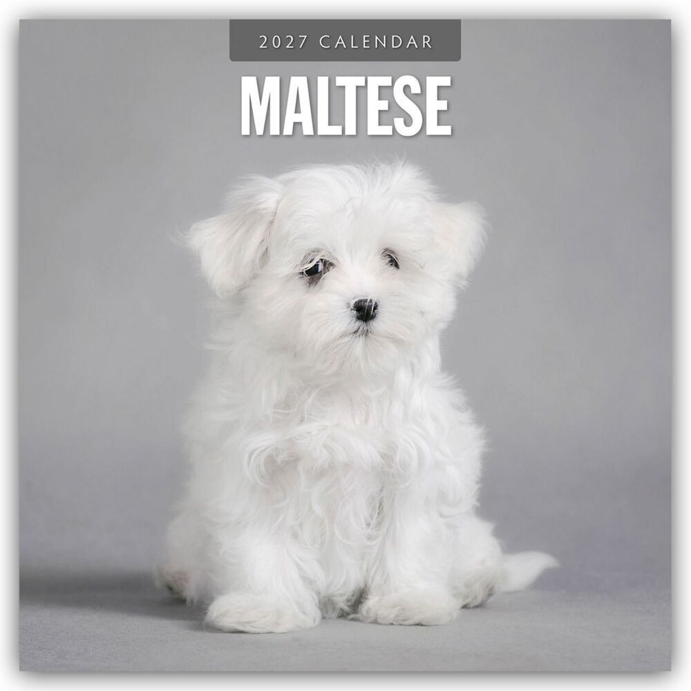 Maltese - Malteser 2027 - 16-Monatskalender (Red Robin Publishing Ltd)
