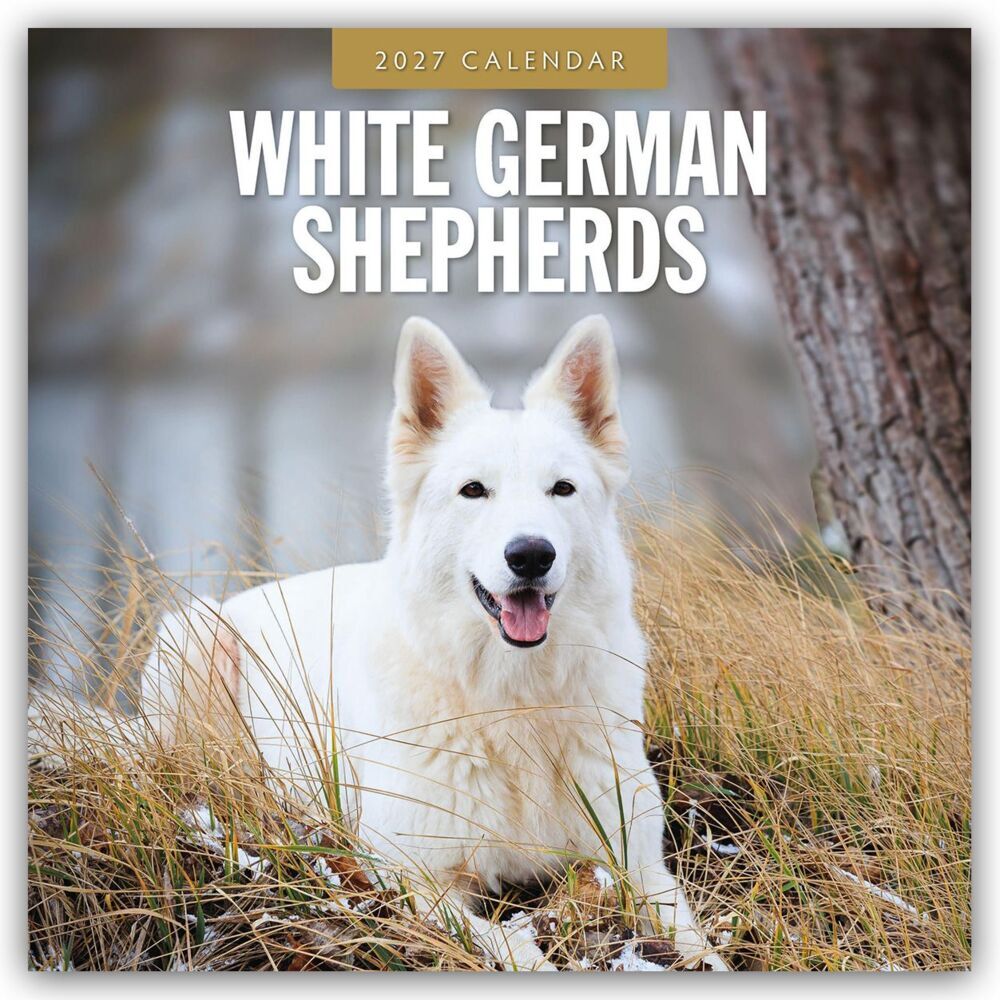 White German Shepherds - Weißer Deutscher Schäferhund 2027 - 16-Monatskalender (Red Robin Publishing Ltd)