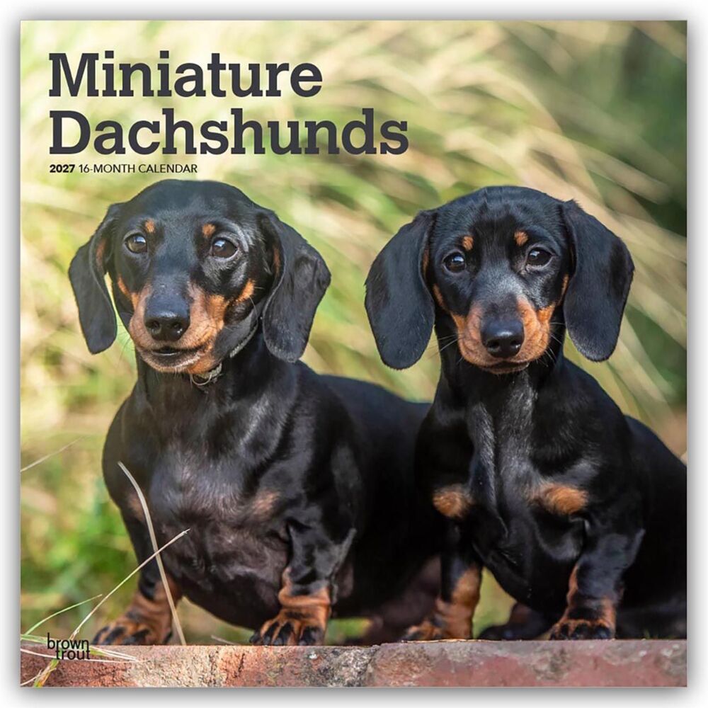 Miniature Dachshunds - Zwergdackel 2027 - 16-Monatskalender (Browntrout Publishers Inc)