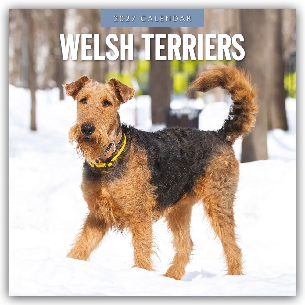 Welsh Terriers - Welsh Terrier 2027 - 16-Monatskalender (Red Robin Publishing Ltd)