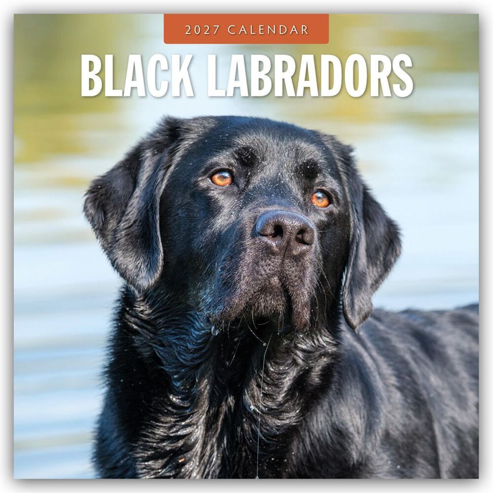 Black Labrador Retrievers - Schwarze Labrador Retriever 2027 - 16-Monatskalender (Red Robin Publishing Ltd)
