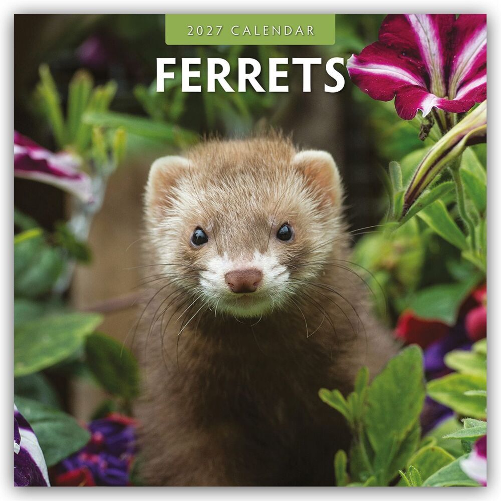 Ferrets - Frettchen 2027 - 16-Monatskalender (Red Robin Publishing Ltd)