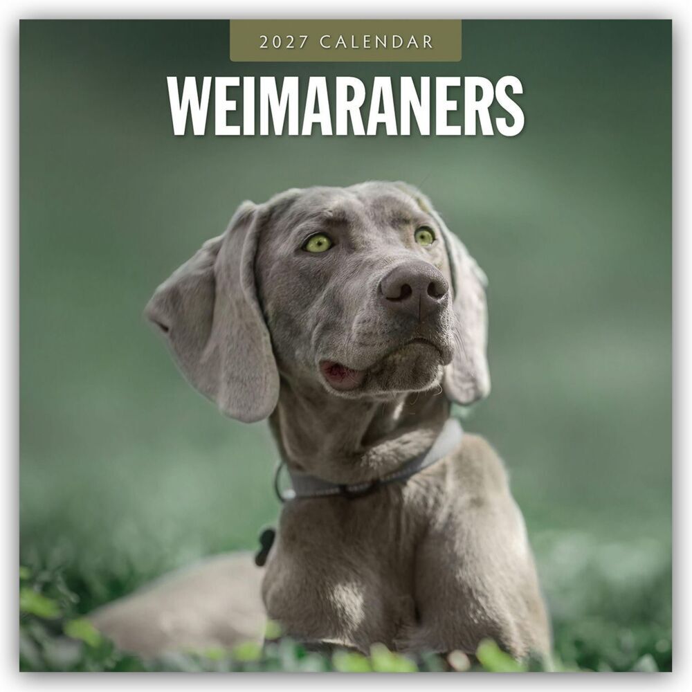 Weimaraners - Weimaraner 2027 - 16-Monatskalender (Red Robin Publishing Ltd)