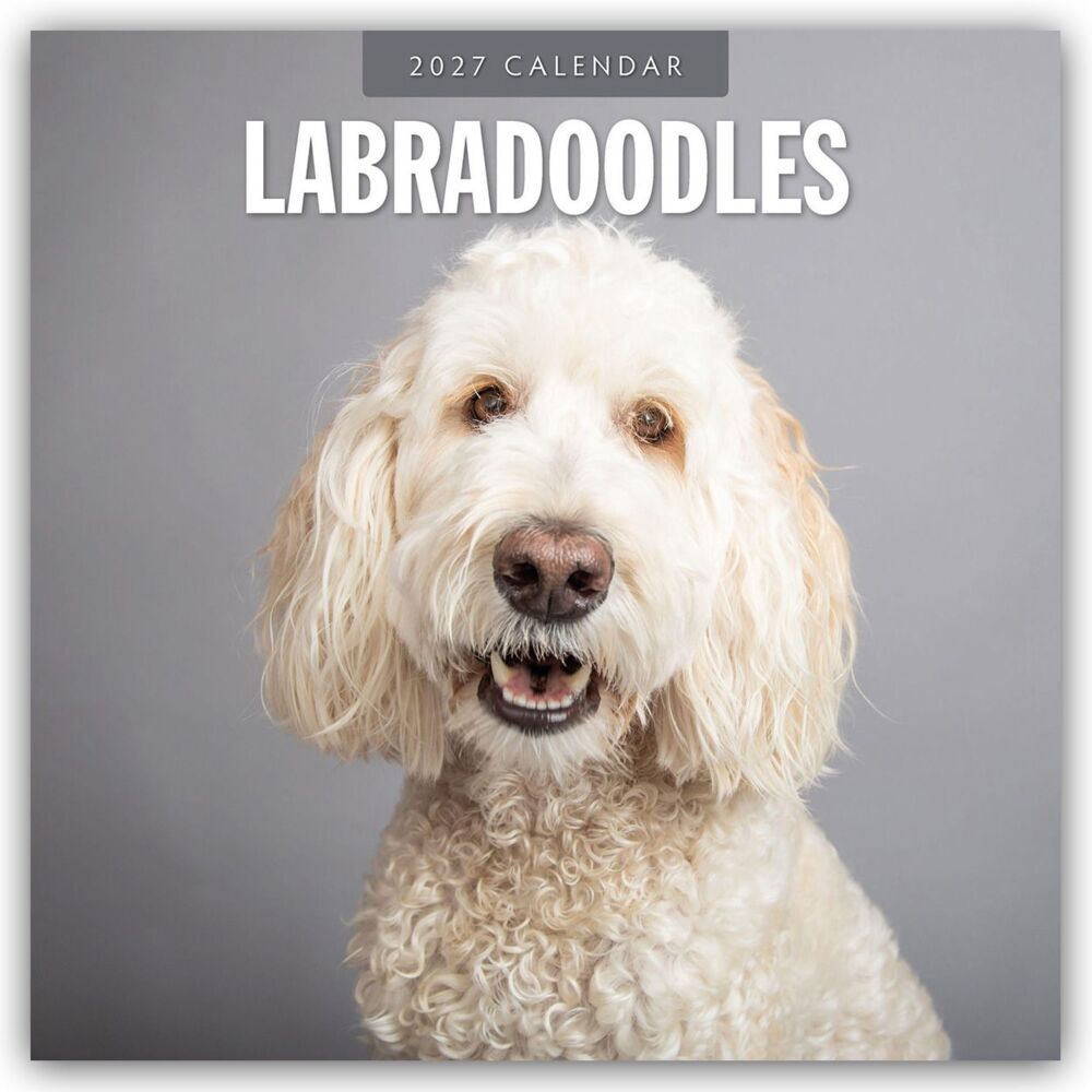 Labradoodles - Labradoodle 2027 - 16-Monatskalender (Red Robin Publishing Ltd)
