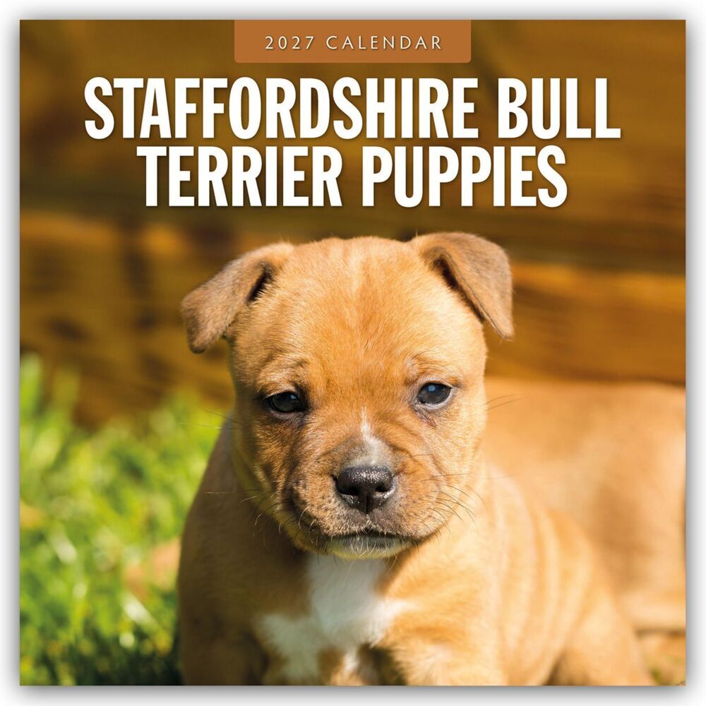 Staffordshire Bull Terrier Puppies - Staffordshire Bullterrier Welpen 2027 - 16-Monatskalender (Red Robin Publishing Ltd)