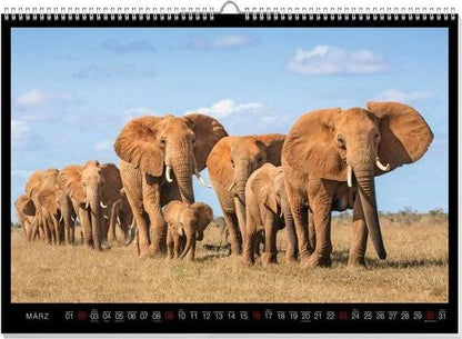 Faszination Afrika Premiumkalender 2025