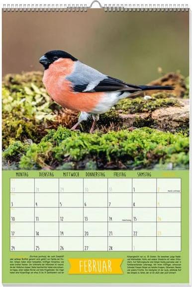 Heimische Singvögel Posterkalender 2025