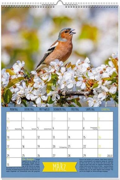 Heimische Singvögel Posterkalender 2025