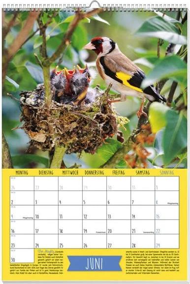 Heimische Singvögel Posterkalender 2025