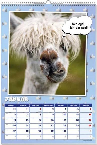 Coole Lamas Posterkalender 2025