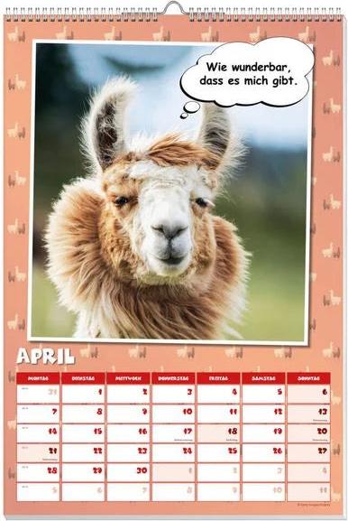 Coole Lamas Posterkalender 2025