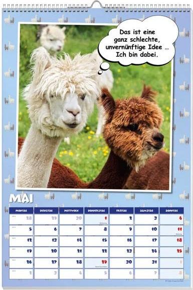 Coole Lamas Posterkalender 2025
