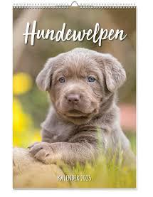 Hundewelpen Posterkalender 2025