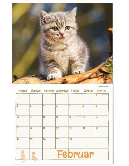 Katzen Kalenderpaket 2025, 9-teilig