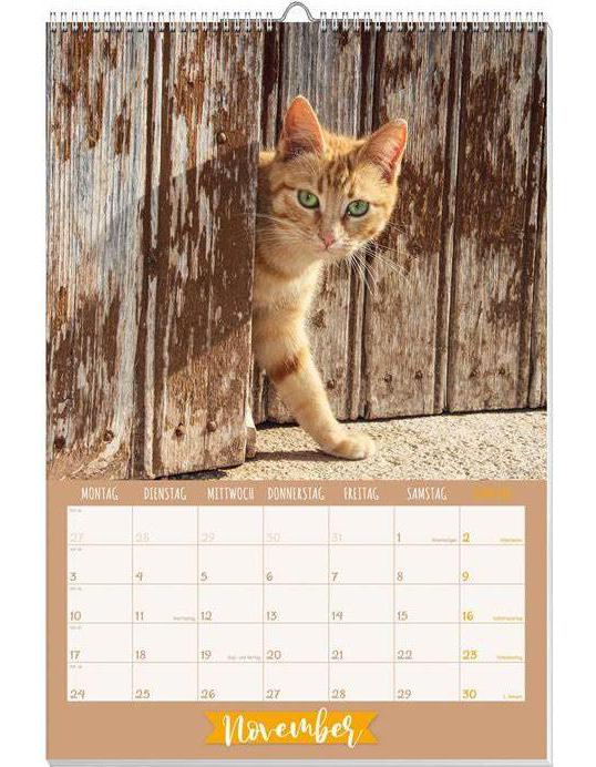 Katzen Posterkalender 2025