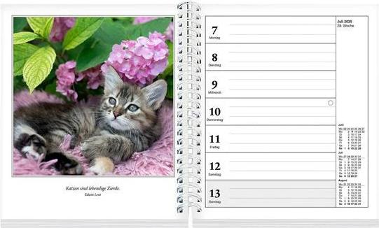 Schmusekatzen Fotokalender 2025