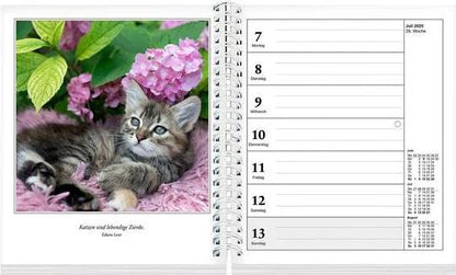 Schmusekatzen Fotokalender 2025