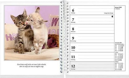 Schmusekatzen Fotokalender 2025