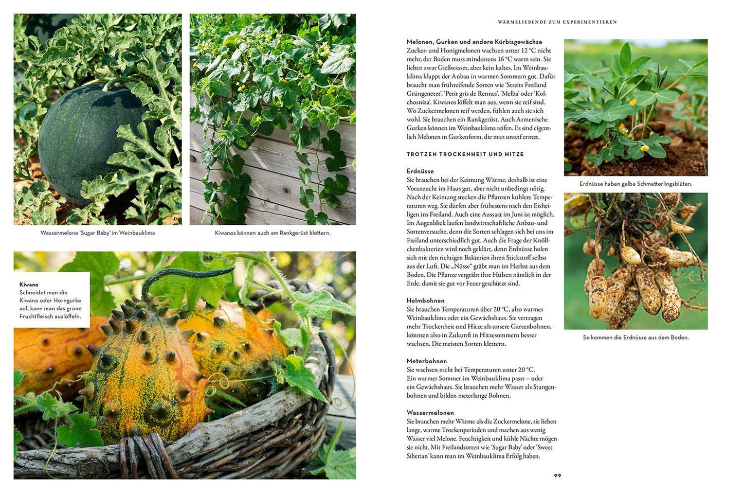 Trockenhelden im Gemüsebeet