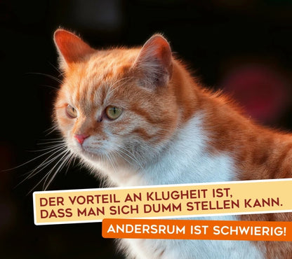 Uli Stein - Für echte Katzenfreunde