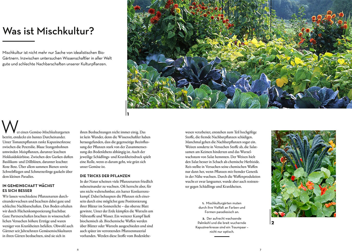 Wer kann mit wem im Beet?