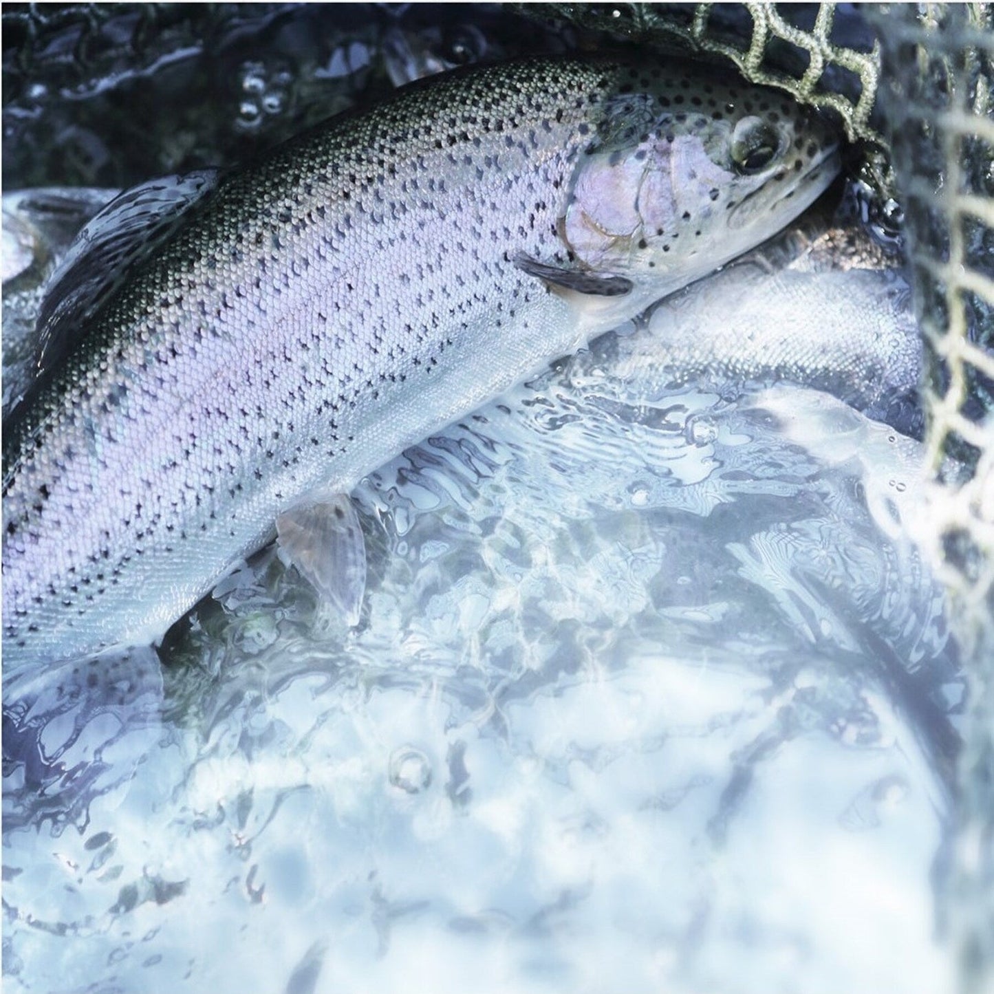 GU Weber's Wintergrillbibel (Deutsch, 2022, Manuel Weyer)