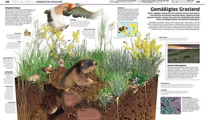 Dorling Kindersley DK Wissen. Erde (Deutsch, 2023, Birgit Reit, DK Verlag - Kids)