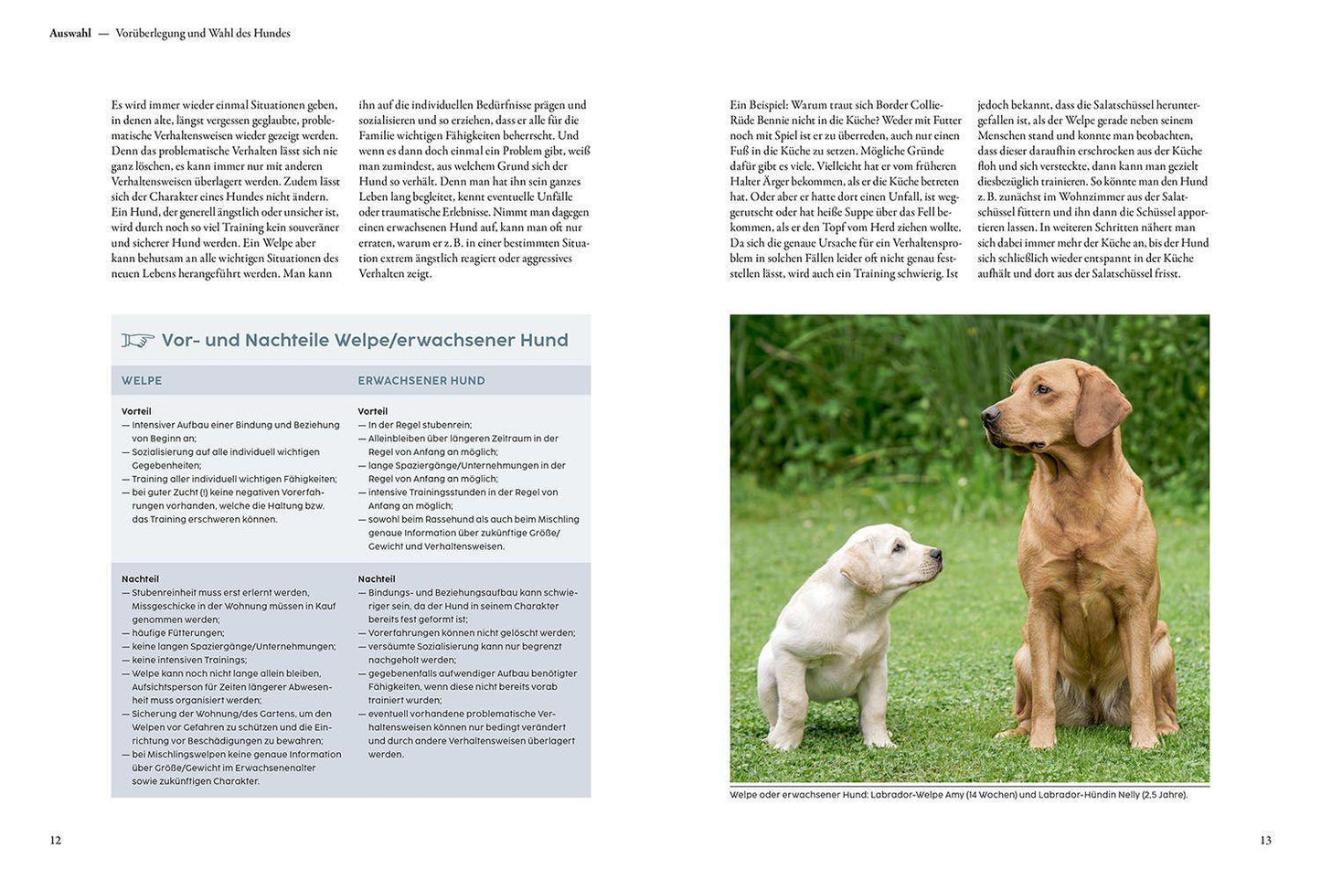 Kosmos Welpentraining mit Martin Rütter (Deutsch, 2022, Martin Rütter)