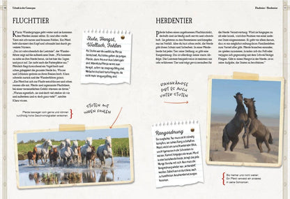 Sophie Verlag Verborgene Welt der Pferde (Deutsch, 2023, Babette Pribbenow, Giuseppe Cantarella)