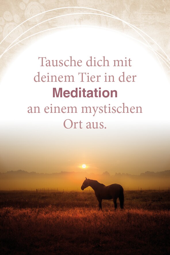 Schirner Mit Tieren kommunizieren (Deutsch, 2022, Abbas Schirmohammadi, Christiane Krieg)