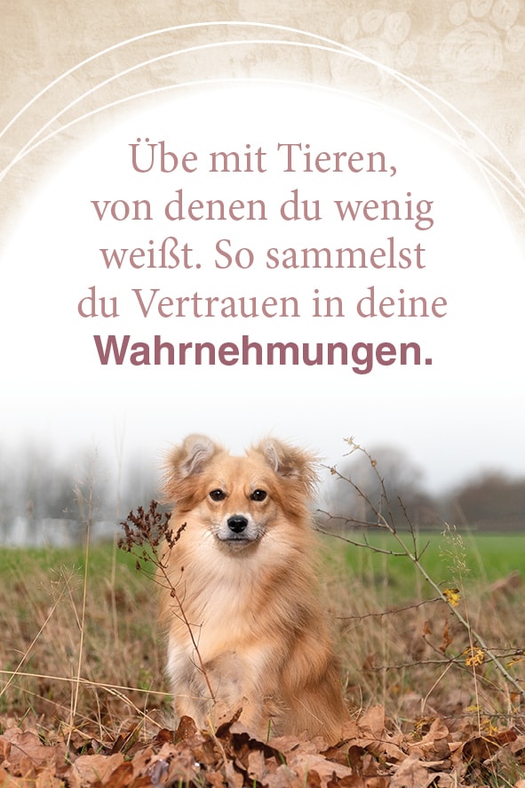 Schirner Mit Tieren kommunizieren (Deutsch, 2022, Abbas Schirmohammadi, Christiane Krieg)