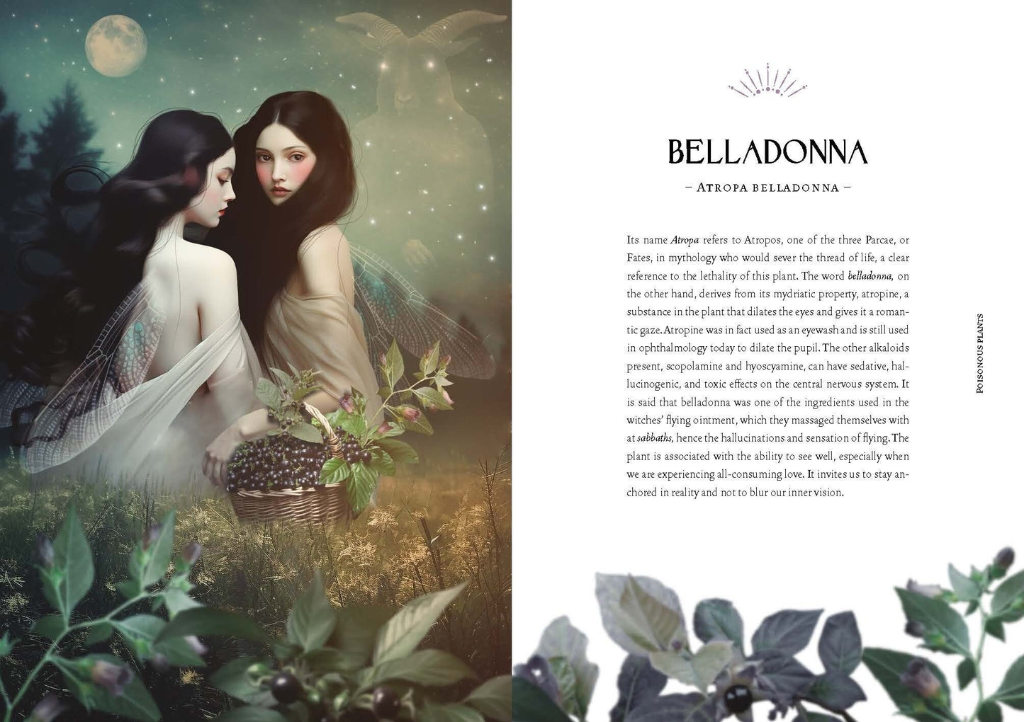 MVG Lattari:Kräuterkraft & Hexenmacht (Deutsch, 2024, Cecilia Lattari)