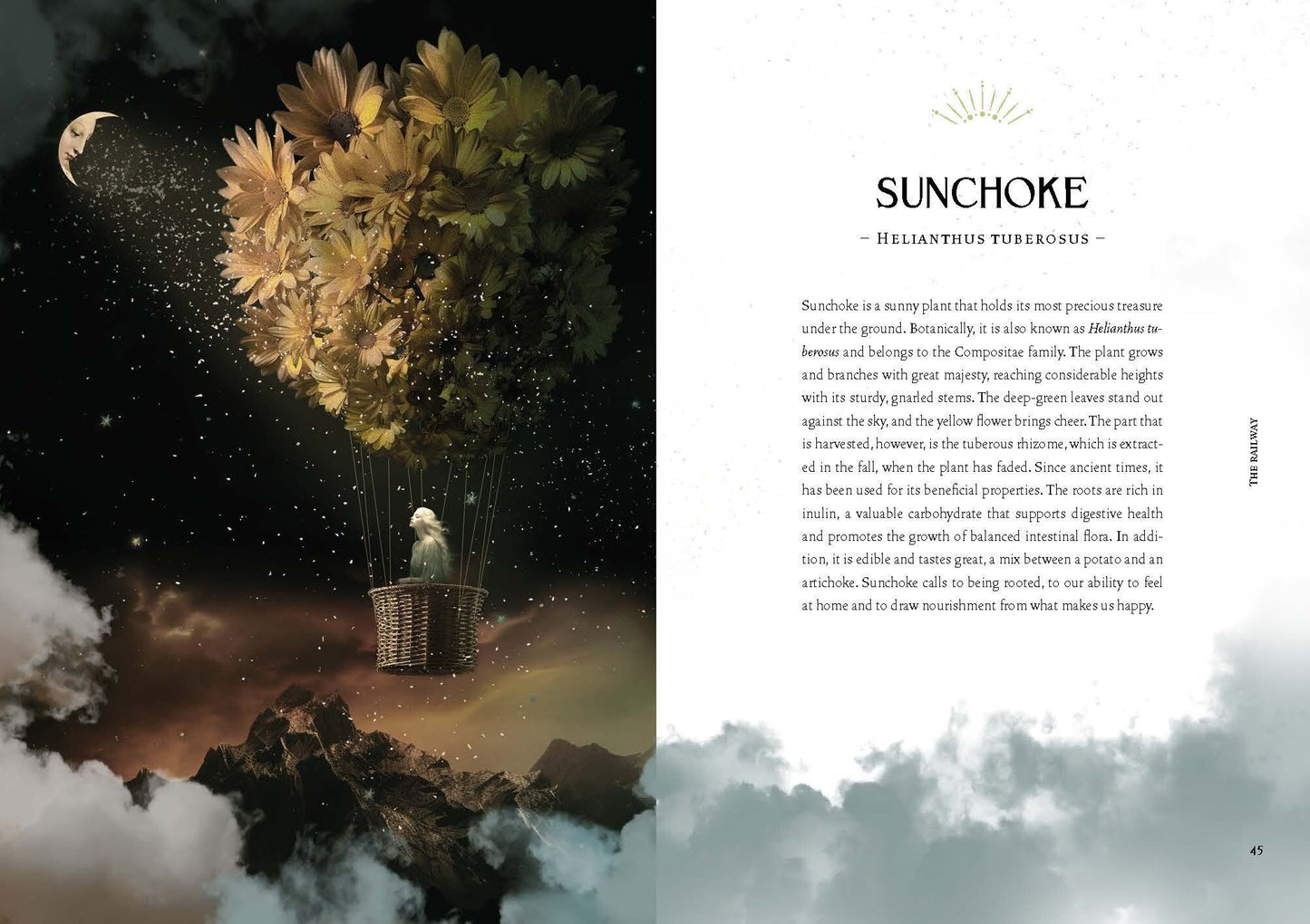 MVG Lattari:Kräuterkraft & Hexenmacht (Deutsch, 2024, Cecilia Lattari)