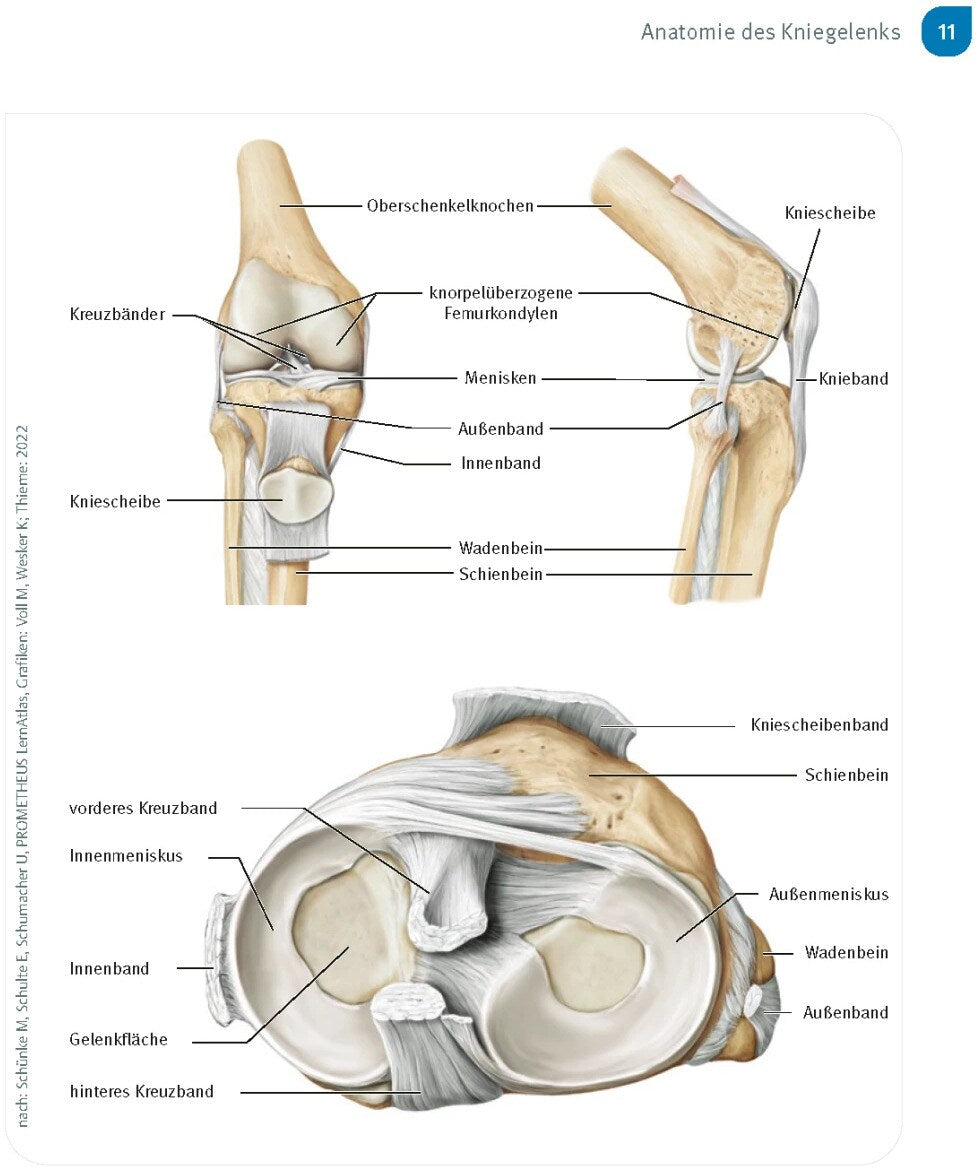 Trias Schmerzfrei & beweglich mit dem neuen Kniegelenk (Deutsch, 2024, Silke Rödig, Thomas Heß)