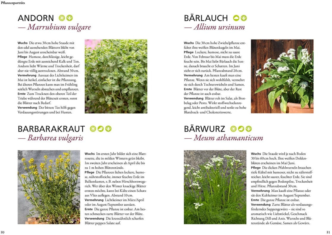 Kosmos Wildkräuter in Töpfen & Kübeln (Deutsch, 2023, Ortrud Grieb)