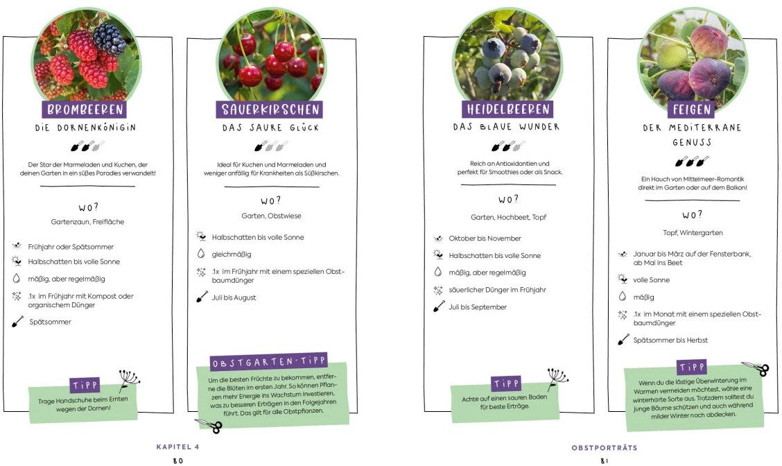 Edition Fischer In Null Komma Grün - Einfach gärtnern mit Raphy von gruenesparadies (Deutsch, 2024, Raphael Samylin)