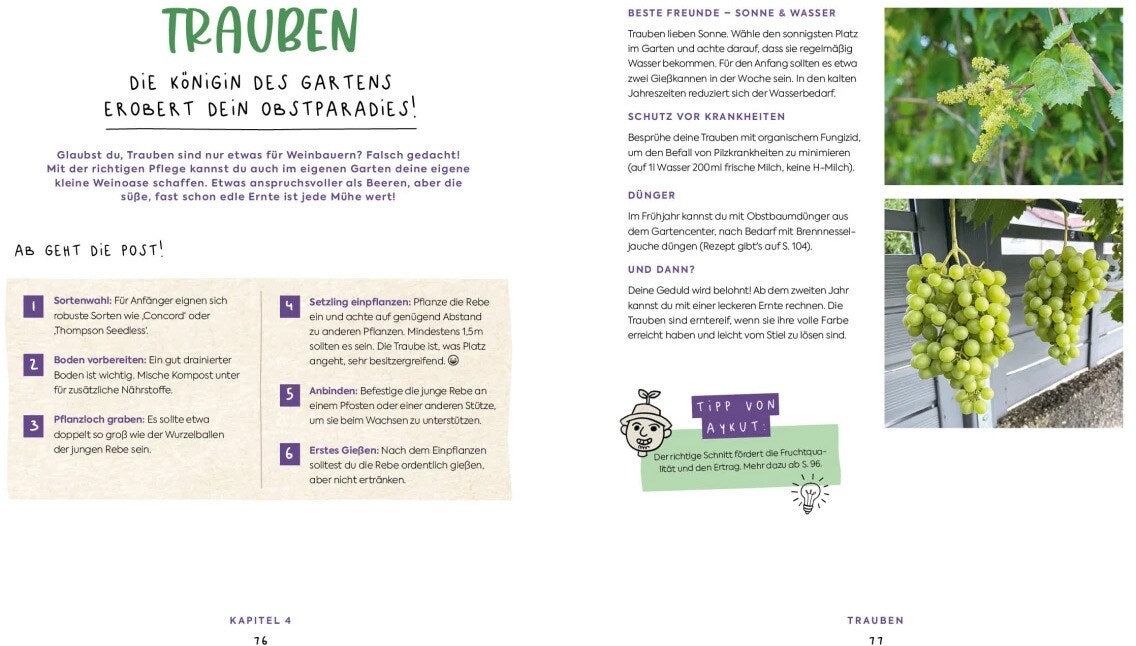 Edition Fischer In Null Komma Grün - Einfach gärtnern mit Raphy von gruenesparadies (Deutsch, 2024, Raphael Samylin)