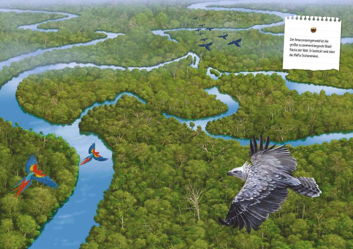 Sophie Verlag Verborgene Welt des Regenwaldes (Deutsch, 2020, Kristina Scharmacher-Schreiber, Ferruccio Cucchiarini)