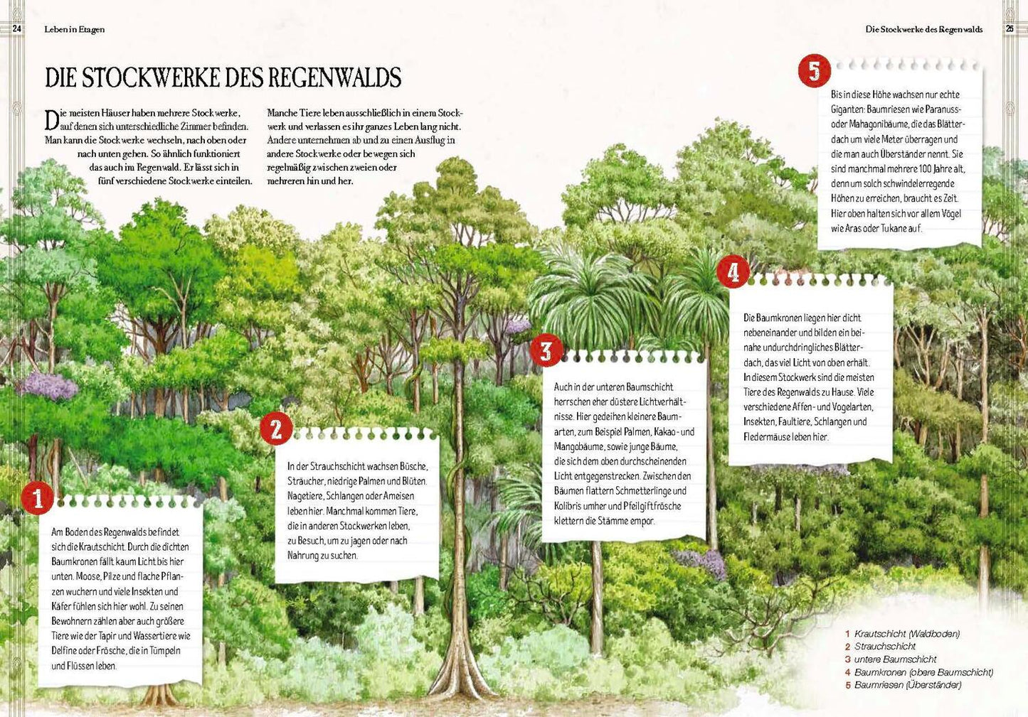 Sophie Verlag Verborgene Welt des Regenwaldes (Deutsch, 2020, Kristina Scharmacher-Schreiber, Ferruccio Cucchiarini)