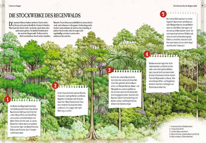 Sophie Verlag Verborgene Welt des Regenwaldes (Deutsch, 2020, Kristina Scharmacher-Schreiber, Ferruccio Cucchiarini)